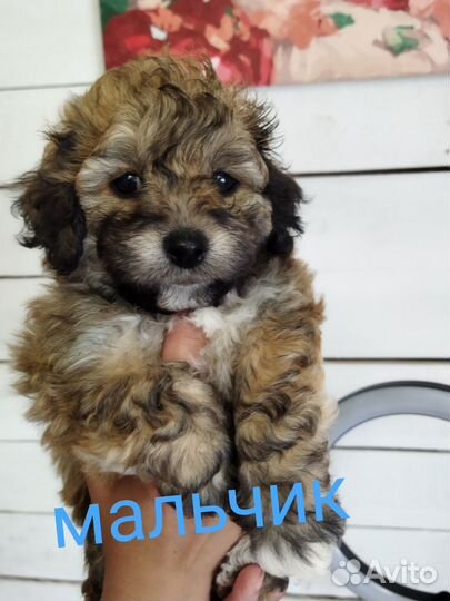 Болонка щенки