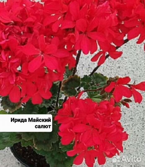 Пеларгония. Много сортов