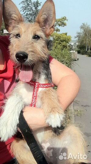 Щенок квартирный в добрые руки