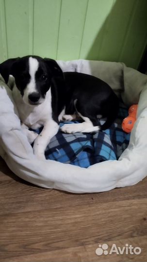 Щенок в добрые руки