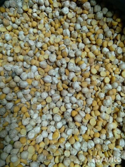 Нут половинки