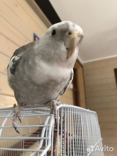 Попугай корелла ручной с клеткой