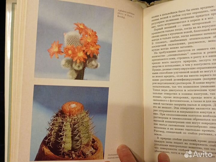 Книга о кактусах