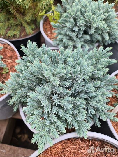 Можжевельник чешуйчатый Блю стар