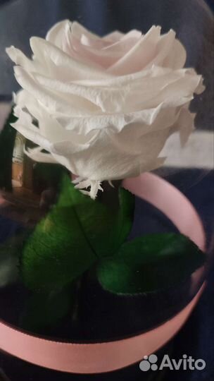 Живая роза в колбе