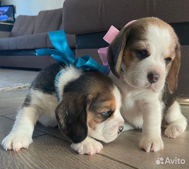 Щенки бигль