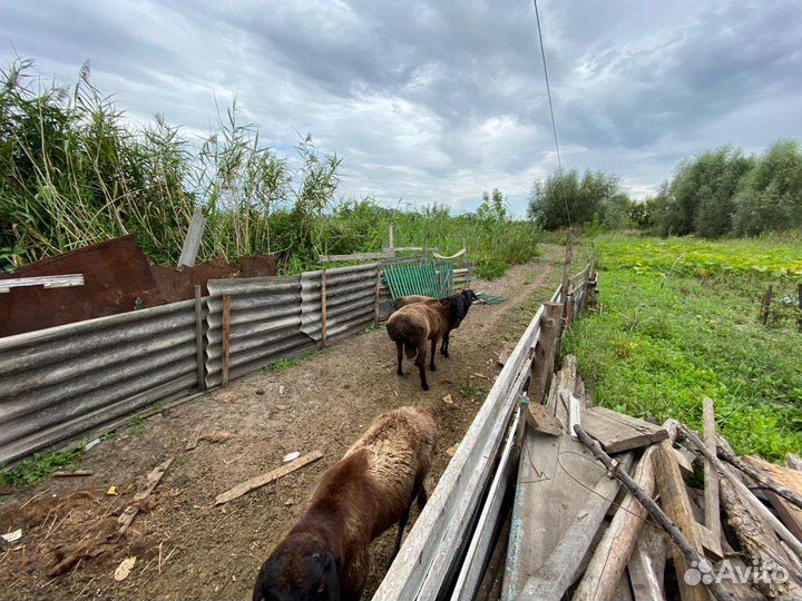 Овцы Гессары