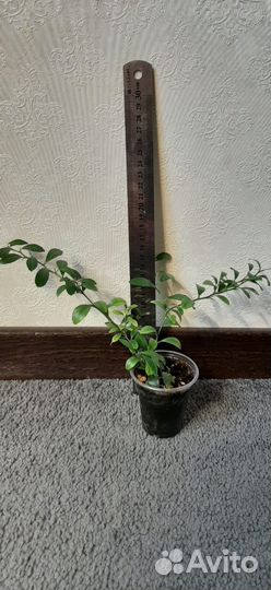 Микроцитрус Австралийский Кровавый лайм