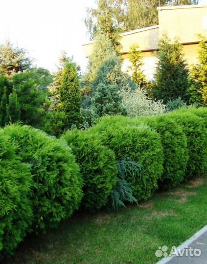 Хвойные растения и саженцы спирея грефштейн