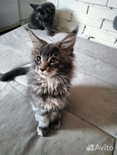 Симпатичные мейн-куны