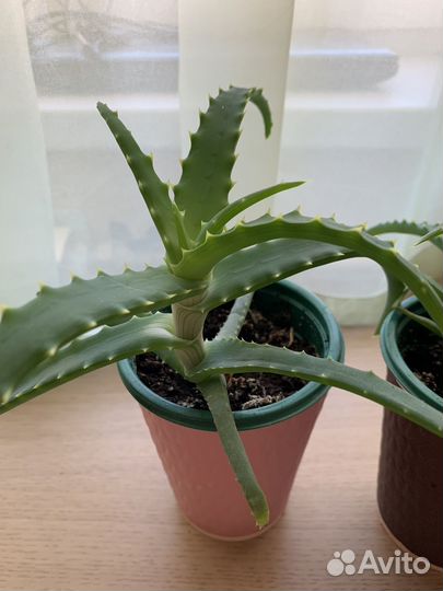 Алоэ вера столетник лечебный