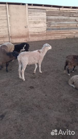 Продам баранов и овец
