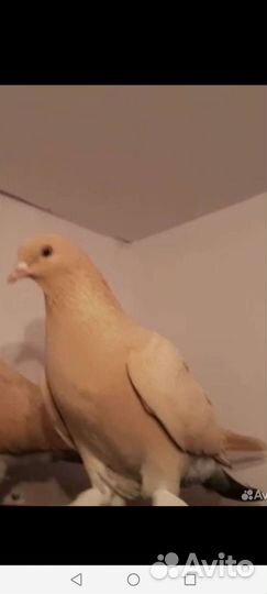 Бакинские бойные голуби