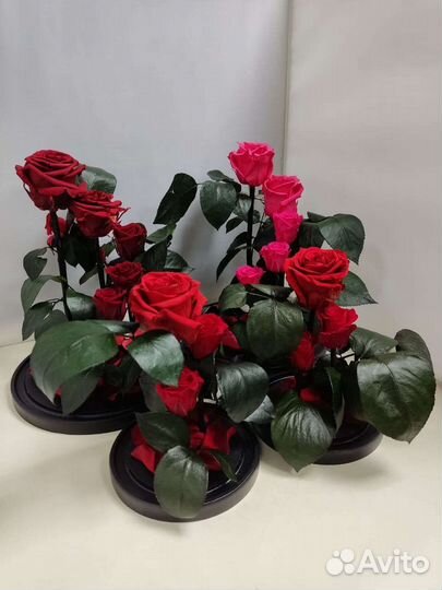 Цветы оптом