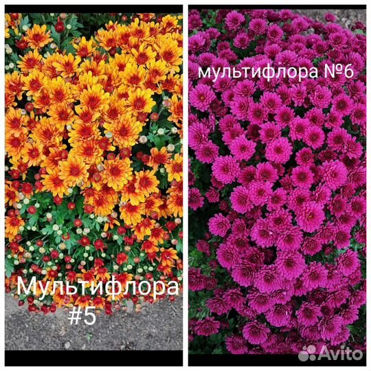 Хризантема мультифлора 15 сортов