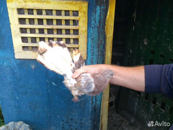 Голуби николаевский