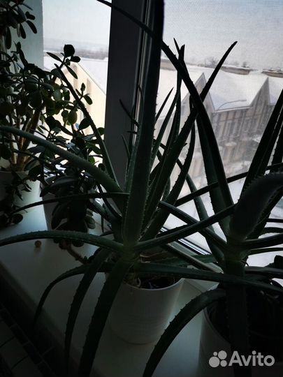 Денежное дерево толстянка крассула. Алоэ