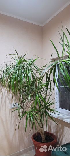 Пальма драцена