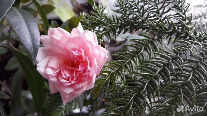 Роза комнатная Розовая