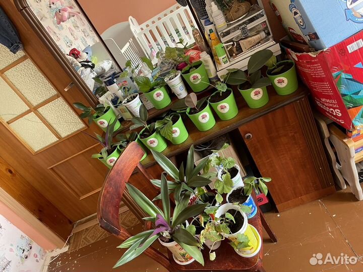 Комнатные растения цветы