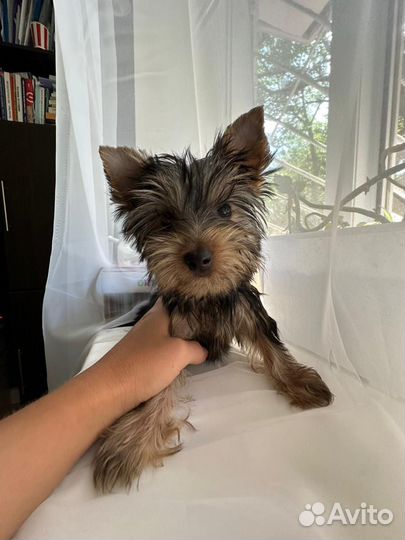 Йоркширский терьер