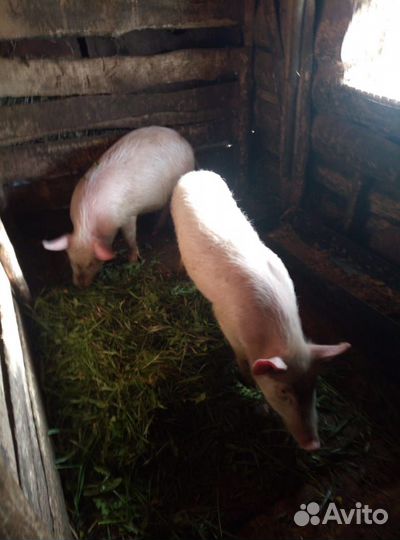 Корова телка