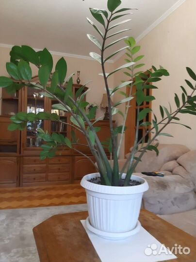 Замиокулькас