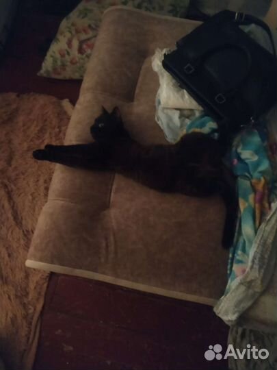 Отдам кота в добрые руки