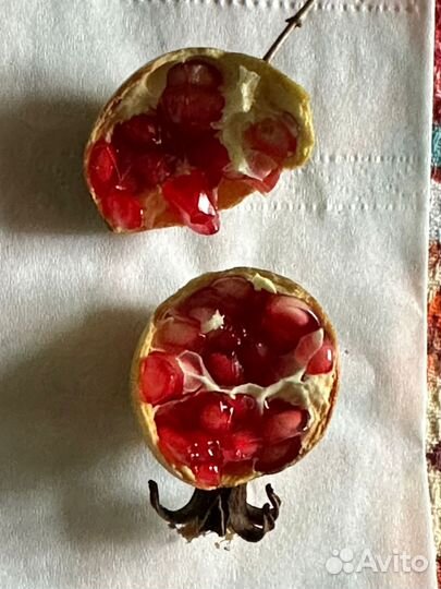 Гранат карликовый комнатный