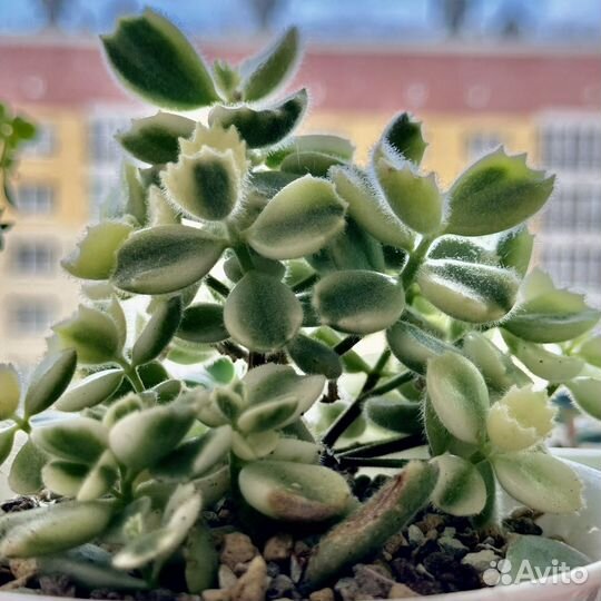 Суккуленты ч.3