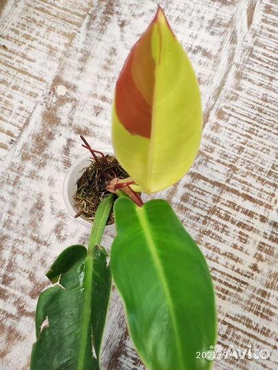 Филодендрон Империал Еллоу Флейм