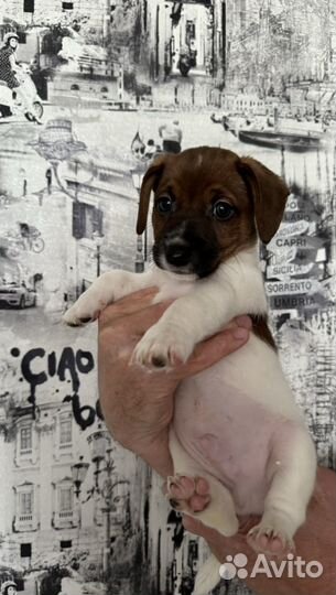 Щенки джек рассел терьер