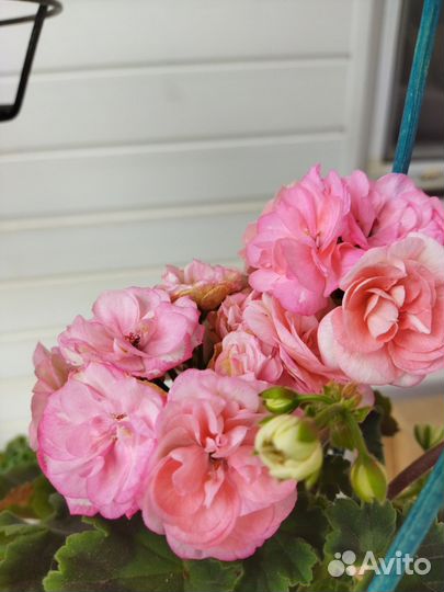 Пеларгонии сортовые