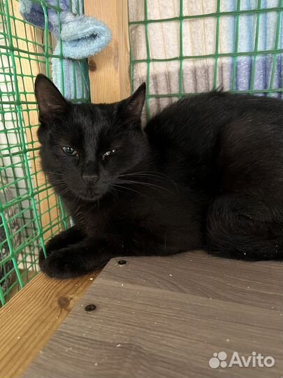 Кошка в дар бесплатно