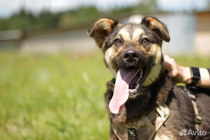 Собачка Марта ищет дом