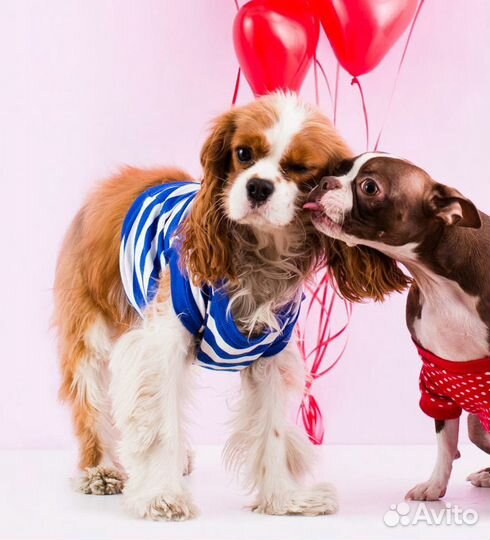 Инструктор по вязке собак