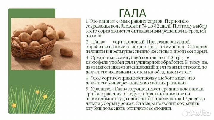 Продам картофель Гала