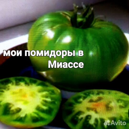 Рассада помидоров томатов