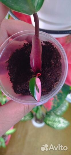 Филодендрон