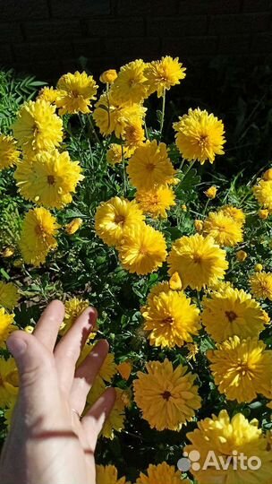 Хризантемы