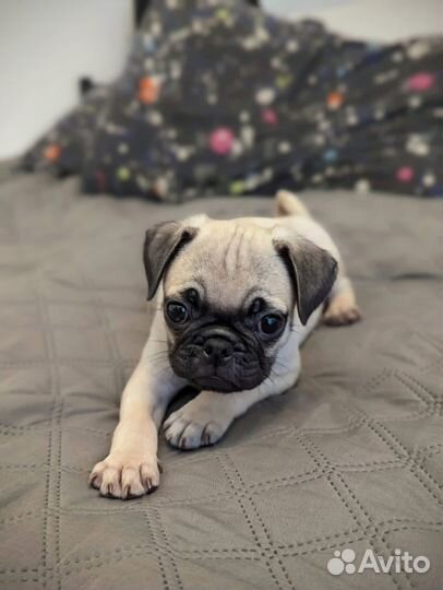 Щенки мопса