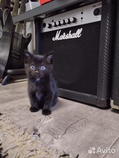 Котята курильский бобтейл