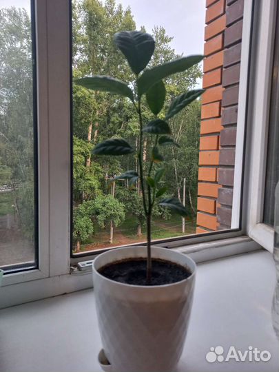 Комнатные цветы