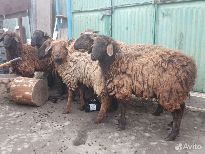 Курдючные бараны овцы