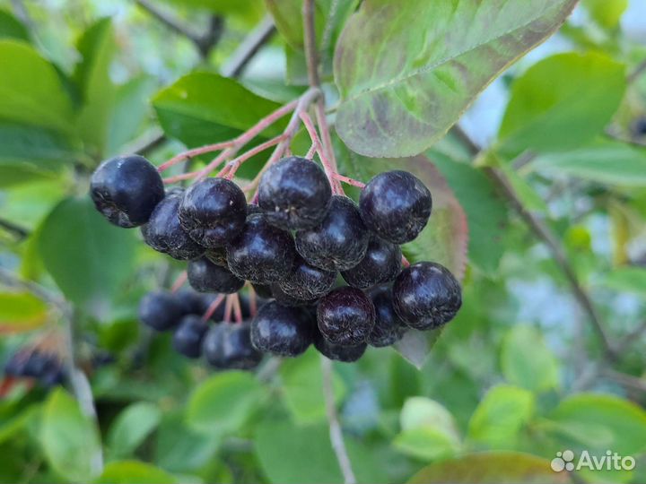 Черноплодная рябина ягоды