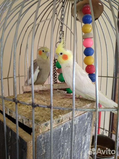 Папугаи Кареллы