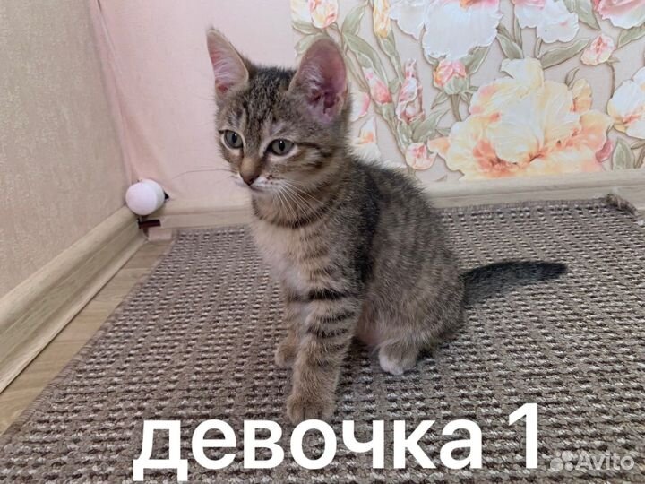 Котята в добрые руки
