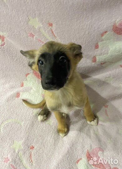 Щенки в дар