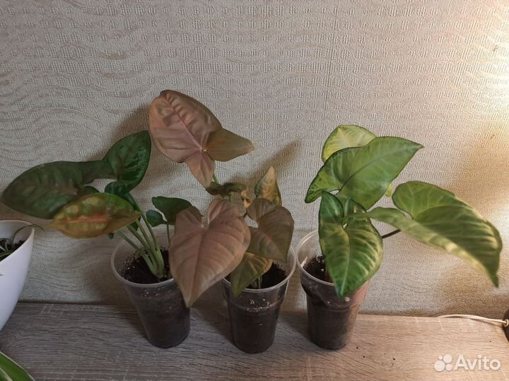 Сингониумы разные