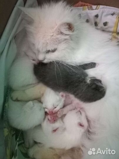 Кошка, котята